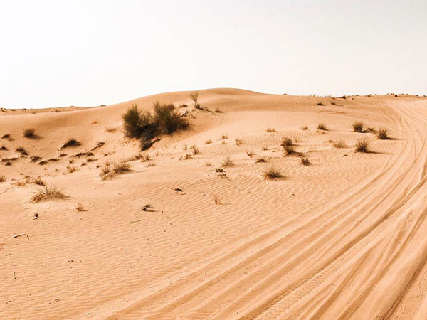 沙地生态修复