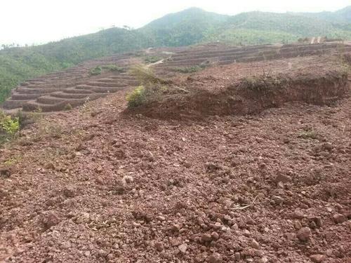 益阳市泥江口石子塘矿山生态修复——国家油茶林示范基地